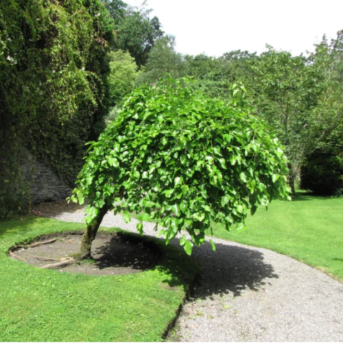Mora Pendula 15L