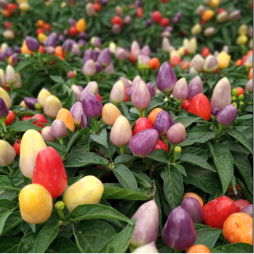 OR Aji adorno