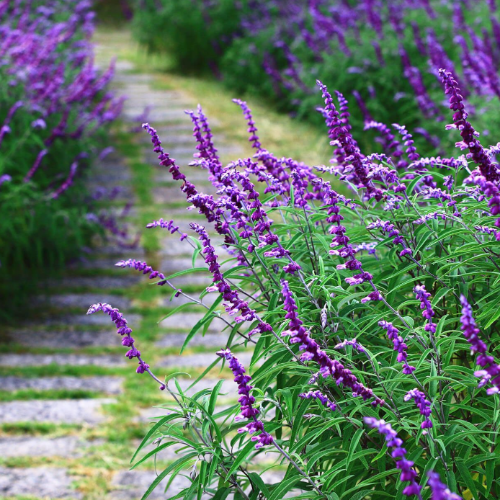 Salvia leucantha S12