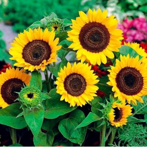 Girasol M15