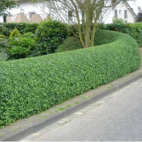 Ligustrines 2L