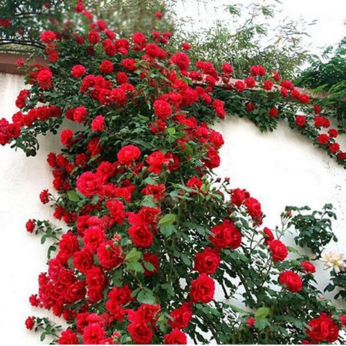 Rococo Trepadora