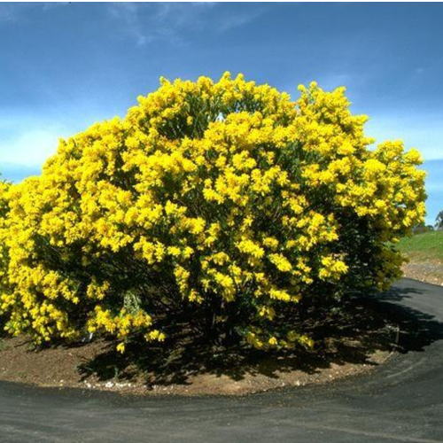 Acacia Cultriformis