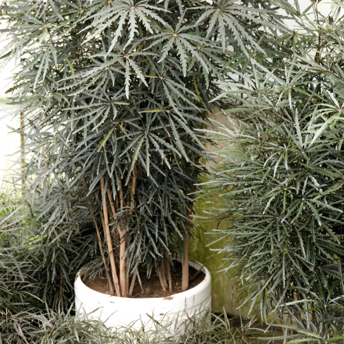 Aralia Elegantissima M24