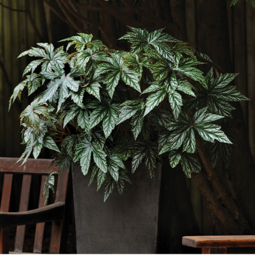 MT Begonia Gryphon