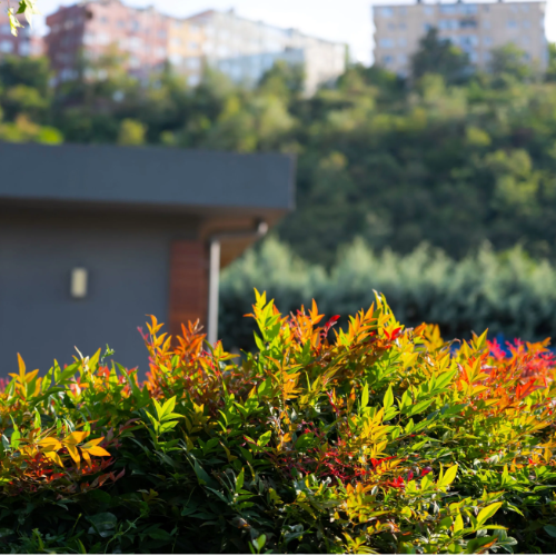 Nandina Doméstica 7L