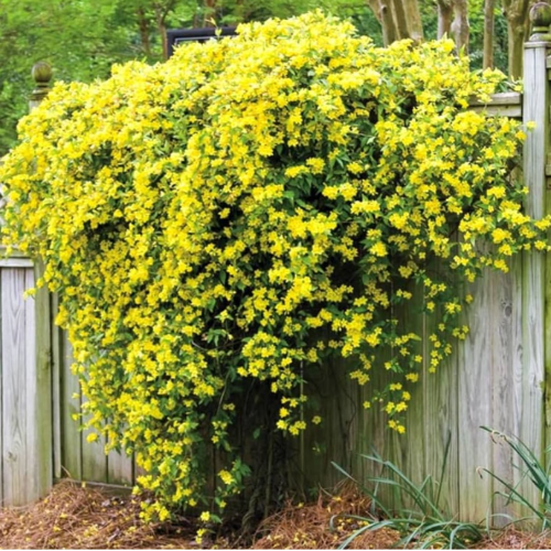 Jazmin Amarillo 3L