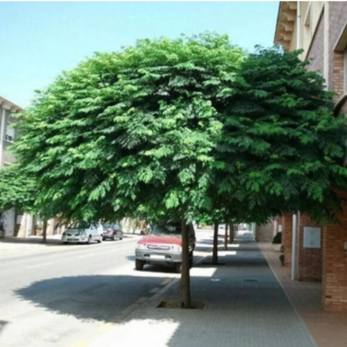 Paraiso Sombrilla Injertado
