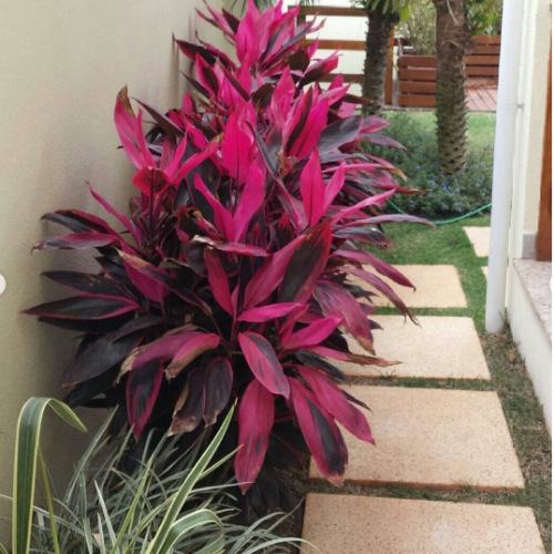 Dracena Rubra M15