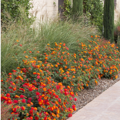 Lantana 3L