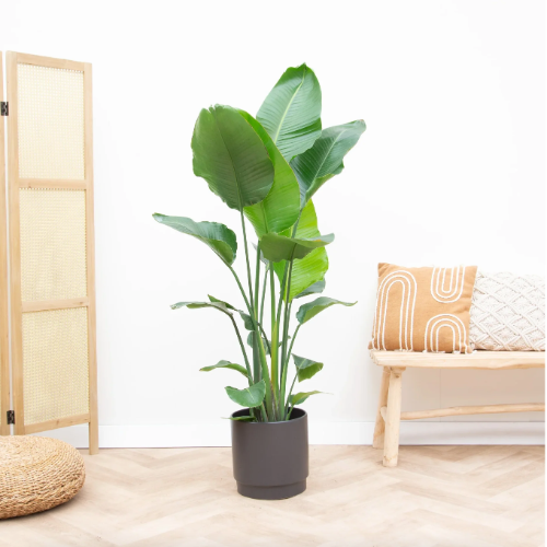 Sterlitzia Nicolai 3L 60cm