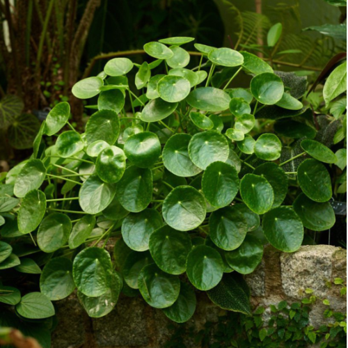 Pilea Peperomoides