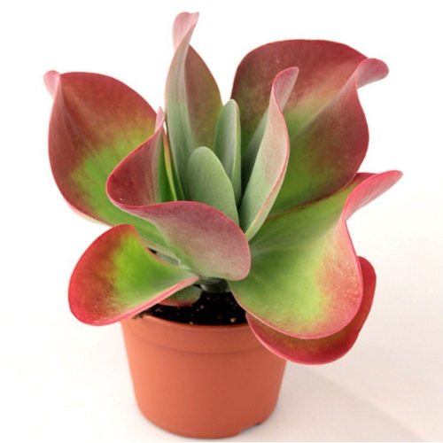 Kalanchoe Marnieriana