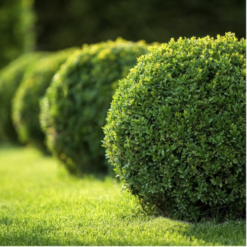 Buxus 2L
