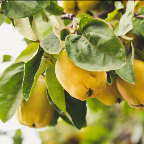 Membrillo de fruto CHAMPION