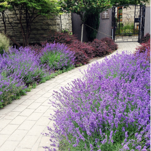 OR Lavanda Plantin