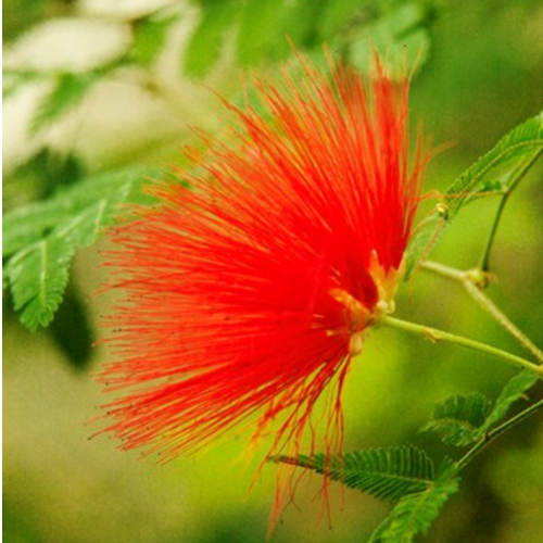 Calliandra Inga Pulcherrima