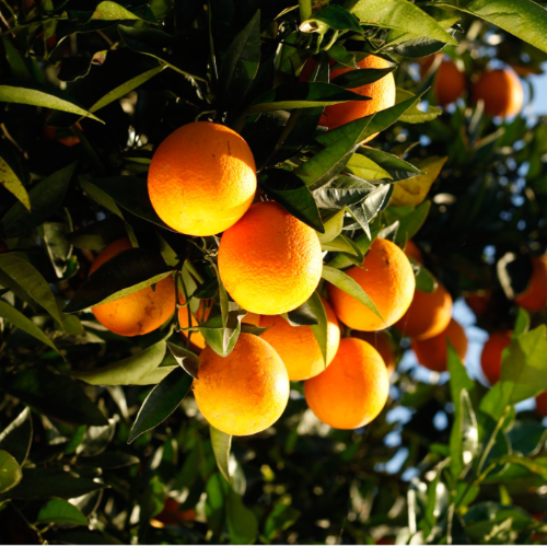 Naranja DE JUGO