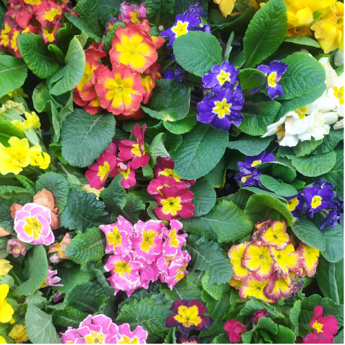 OR Primula Primavera