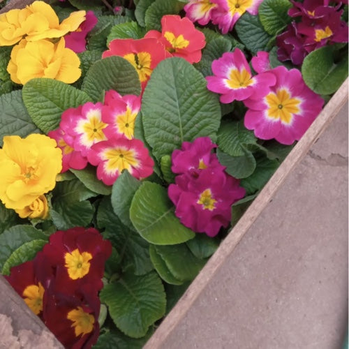 Primula Primavera