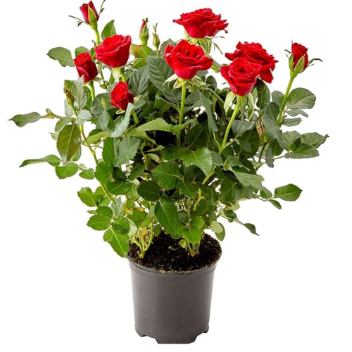 Rococo 5L