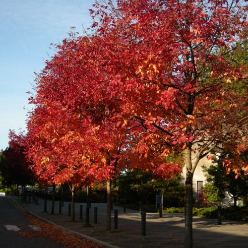 Fresno Rojo (injertado) Ejemplar