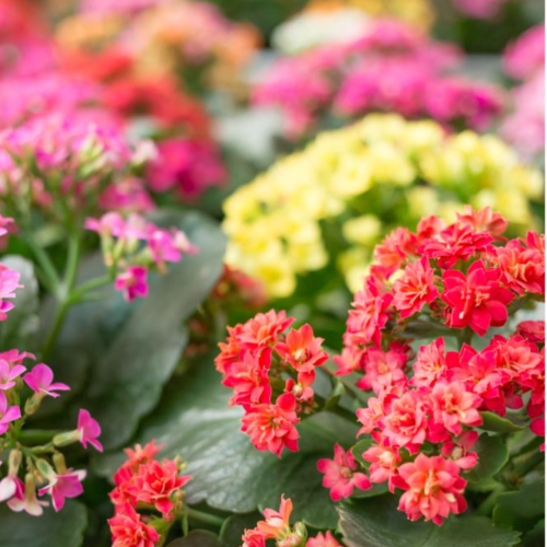 Kalanchoe S12