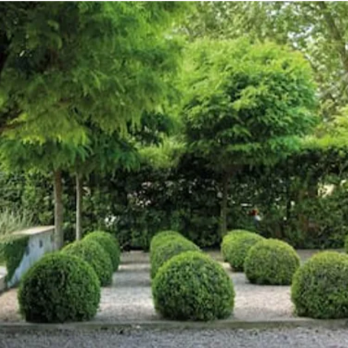 Buxus 7L