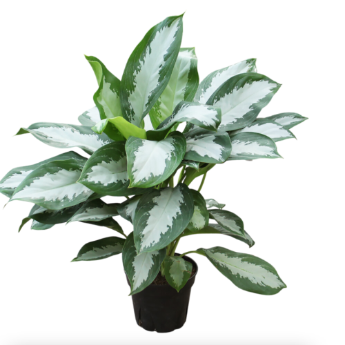 Aglonema Pataya M14