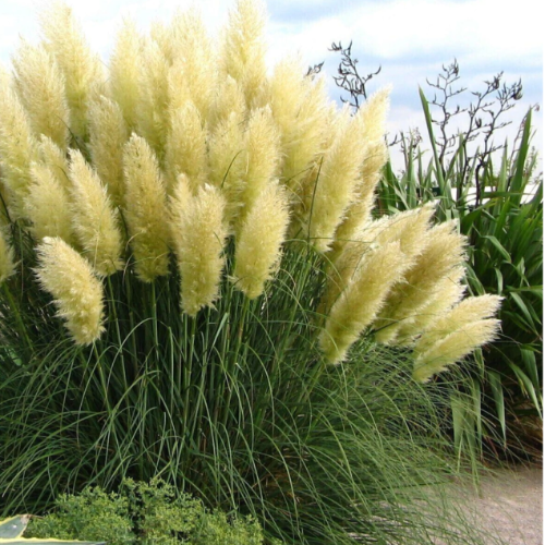 Cortadera 4L