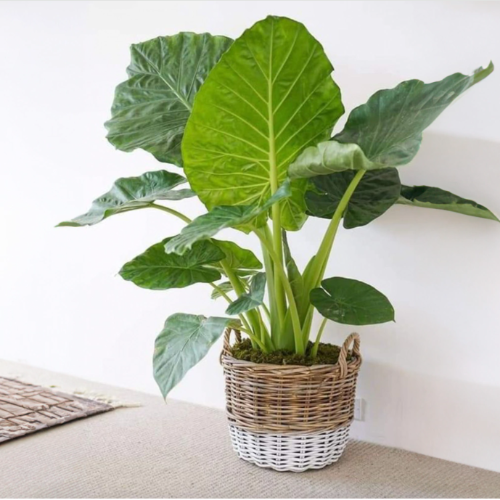 Oreja de Elefante 5L Alta