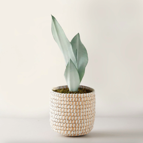 Sansiviera Enana Plateada M12