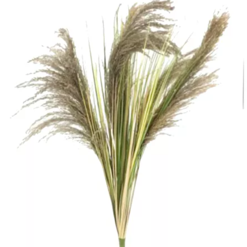 TF Graminea 95219