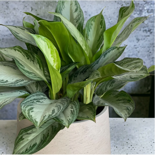 Aglonema Silver S12