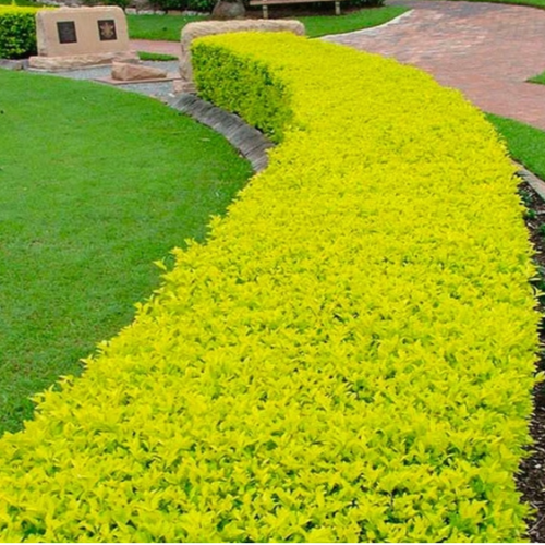 Duranta Lemon 3L