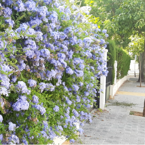 Jazmin Plumbago o del Cielo 2L