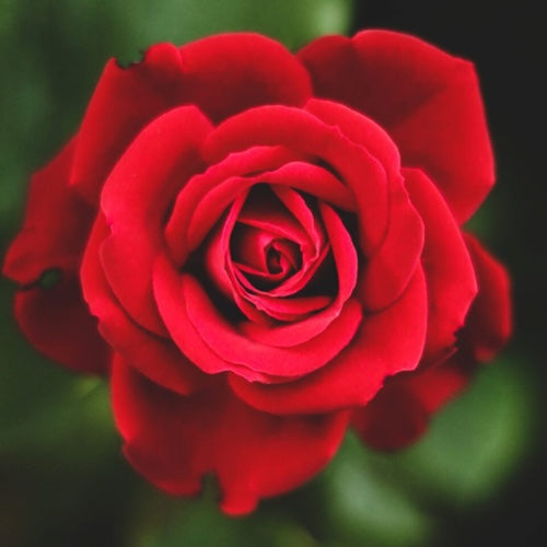 Rosal 5L