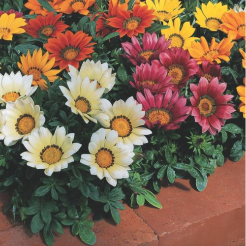 OR Gazania
