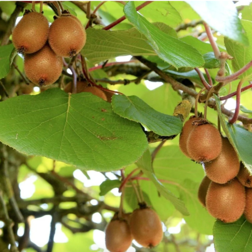 Kiwi Hembra