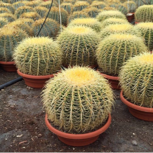 Cactus Grusoni 10L