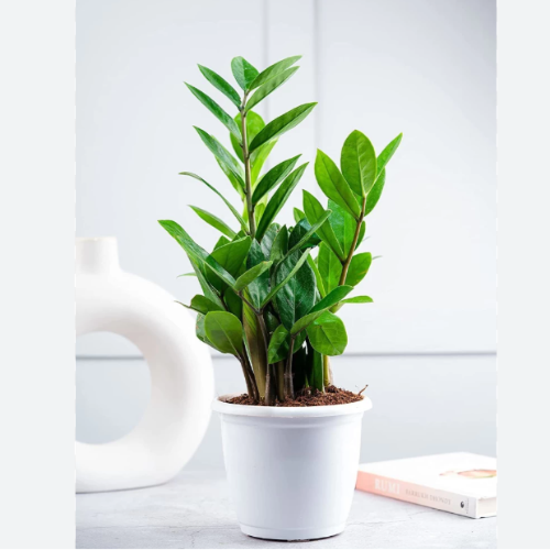 (YOS) Zamia M14