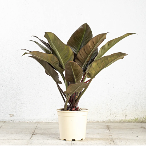 Filodendro Imperial M24