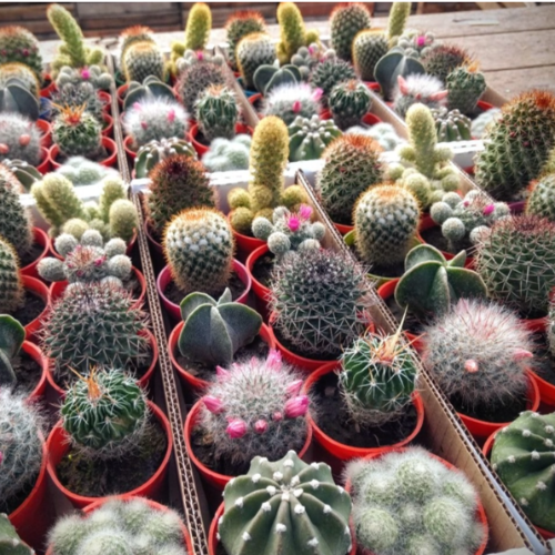 Cactus N6