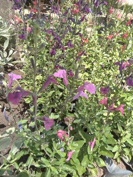 OR Salvia Gregui 3l
