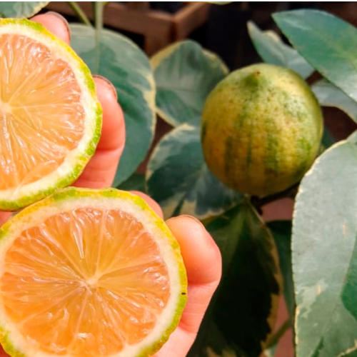Limon Variegado