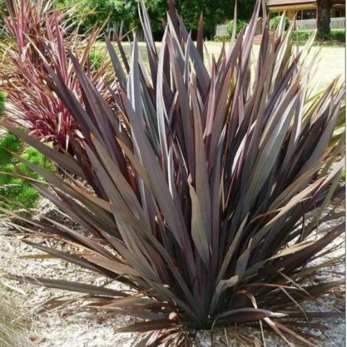 Formio Rubra 5L