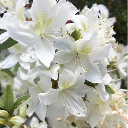 Azalea de jardín blanca