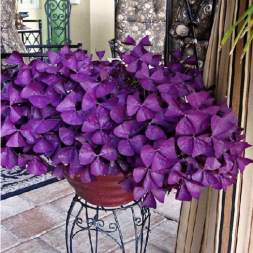 MT Trebol Africano MORADO S12