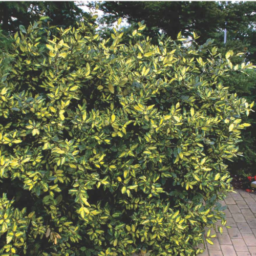 Eleagnus 7 lts