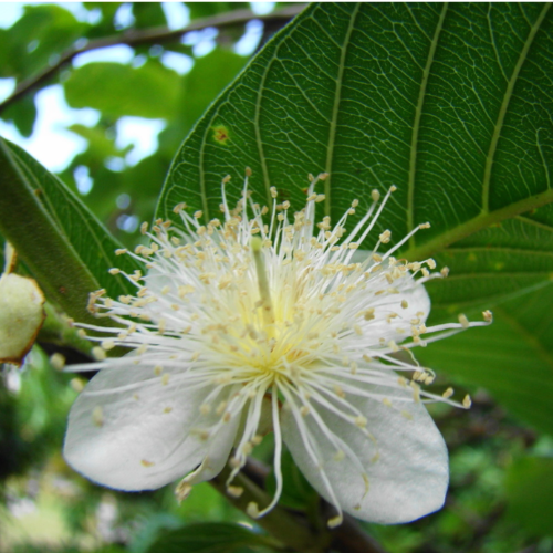 Guayabo de Flor